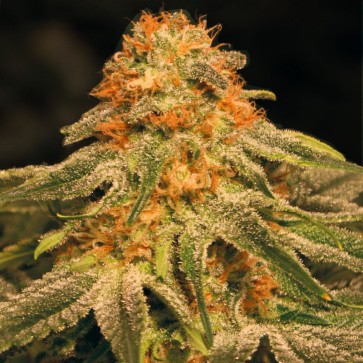Cannabis seeds Auto Orange Feminised Silver
